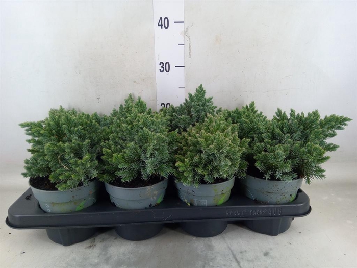 <h4>Juniperus squamata 'Blue Star'</h4>