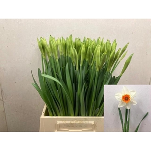 NARC G JOHAN STRAUSS