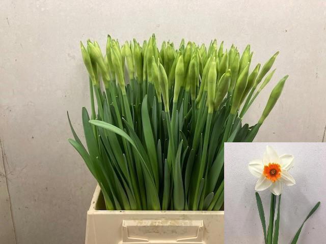 <h4>NARC G JOHAN STRAUSS</h4>