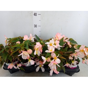 Begonia boliv. 'Angel Pink'
