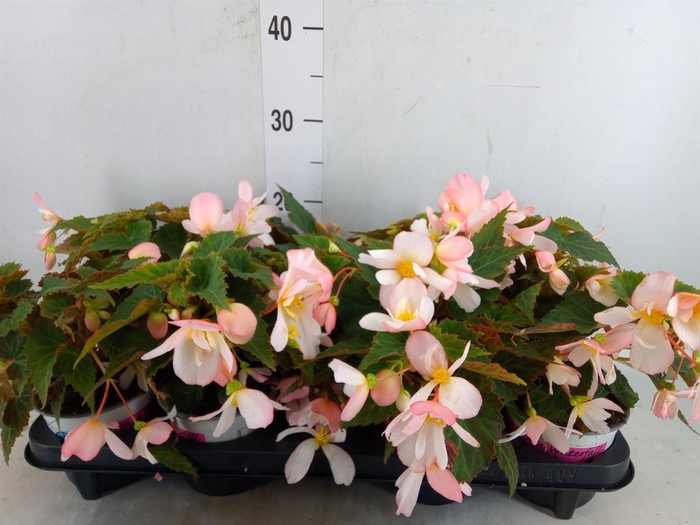 <h4>Begonia boliv. 'Angel Pink'</h4>