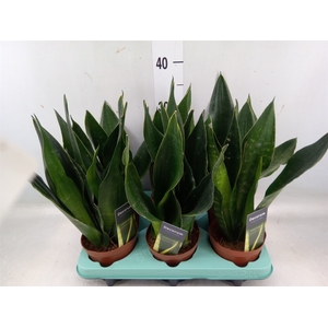 Sansevieria trifa.   ...