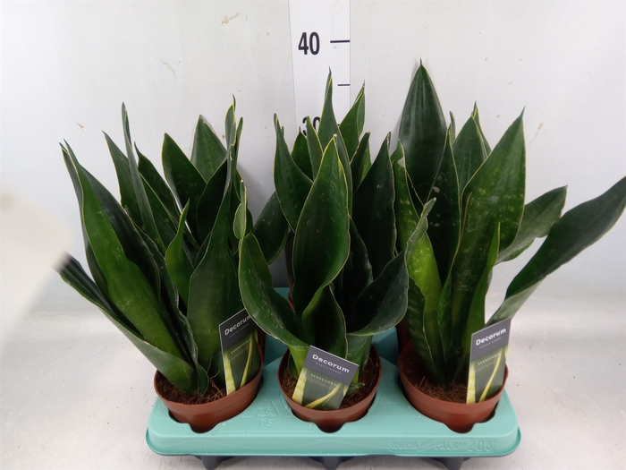 <h4>Sansevieria trifa.   ...</h4>