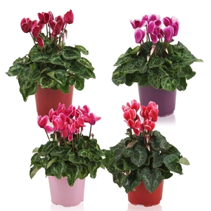 Cyclamen Super Serie Allure Fuji mix