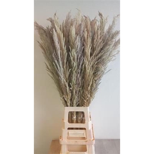 CORTADERIA NATUREL X8 P.BS