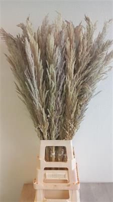 <h4>CORTADERIA NATUREL X8 P.BS</h4>