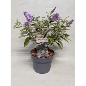 Buddleja 'Butterfly Candy' Lila Sweetheart' 17 cm