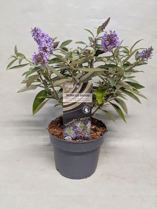 <h4>Buddleja 'Butterfly Candy' Lila Sweetheart' 17 cm</h4>