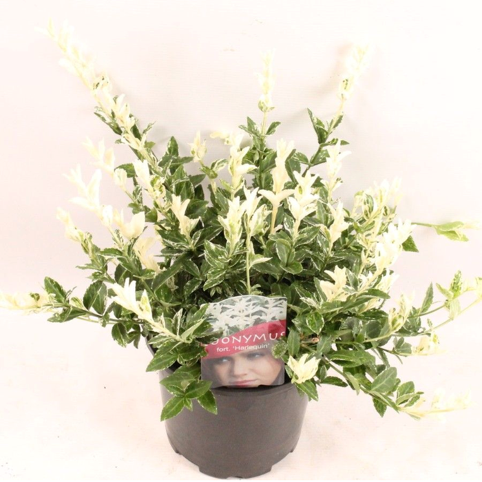 <h4>Euonymus for. Harlequin</h4>