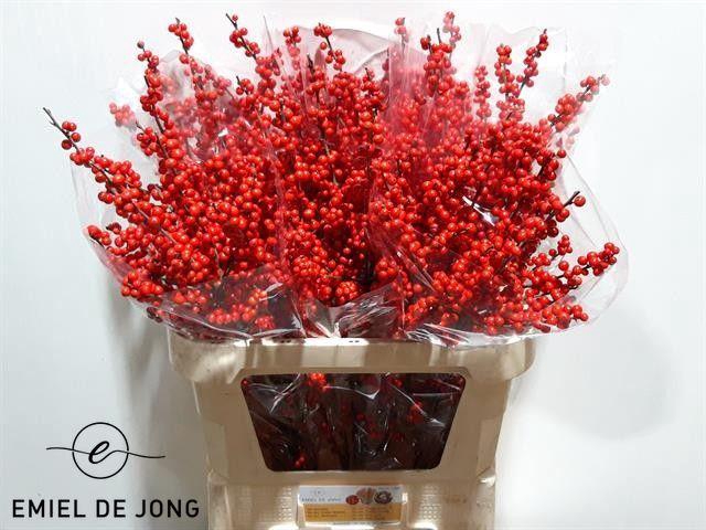 <h4>ILEX VE RODE BES</h4>