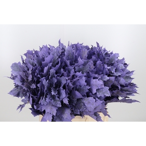 Quercus Kl Bh Milka