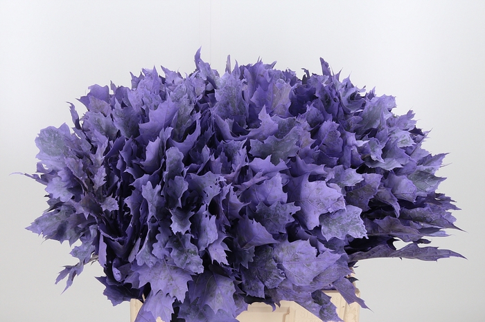 <h4>Quercus Kl Bh Milka</h4>