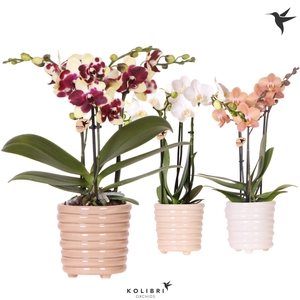 Kolibri Orchids Phalaenopsis mix 3 spike in Ring pot mix
