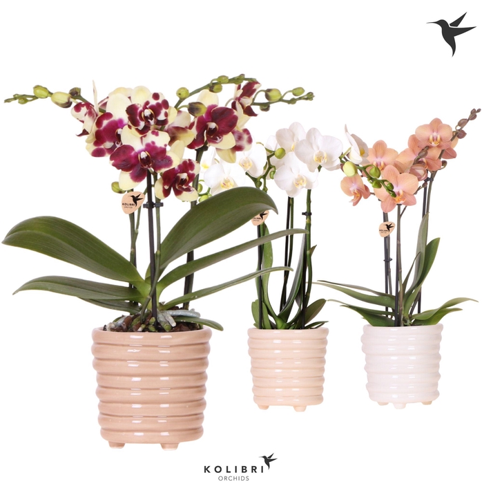 <h4>Kolibri Orchids Phalaenopsis mix 3 spike in Ring pot mix</h4>