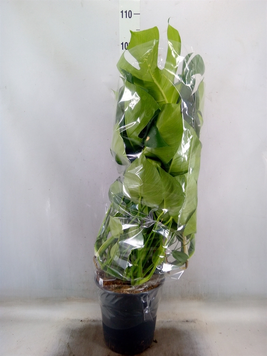 <h4>Monstera delic.</h4>