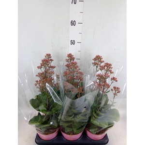 Kalanchoe  'WildFlow Surp Canyon'