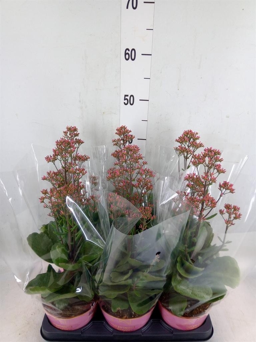 <h4>Kalanchoe  'WildFlow Surp Canyon'</h4>