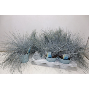 Fest Gl Intense Blue