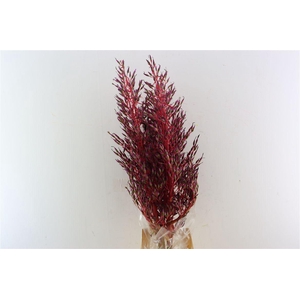 Bromelia Xl Super