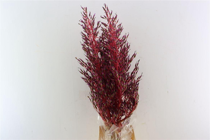 <h4>Bromelia Xl Super</h4>