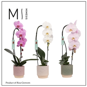 Mimesis Phal. Flow Mix - 1 spike 12cm in Luna mix ceramic