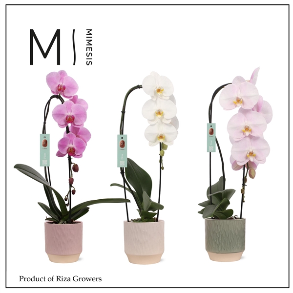 <h4>Mimesis Phal. Flow Mix - 1 spike 12cm in Luna mix ceramic</h4>