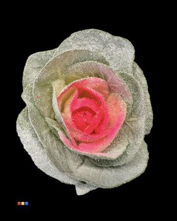 <h4>Brassica Marshmallow Neon Pink</h4>