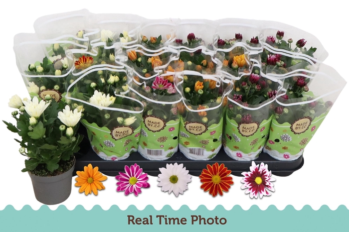 <h4>CHRYS GEM 5 KL</h4>