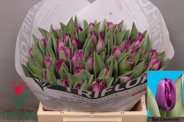 <h4>TU FR SAN CLEMENTE</h4>