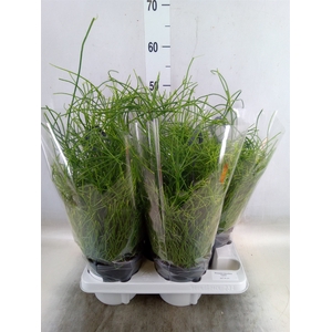 Rhipsalis baccifera 'Oasis'