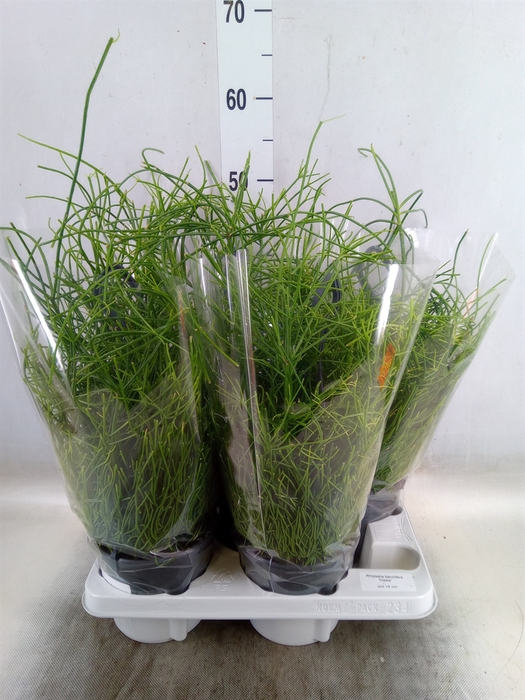 <h4>Rhipsalis baccifera 'Oasis'</h4>