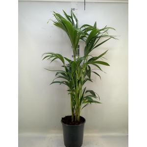 Howea forsteriana