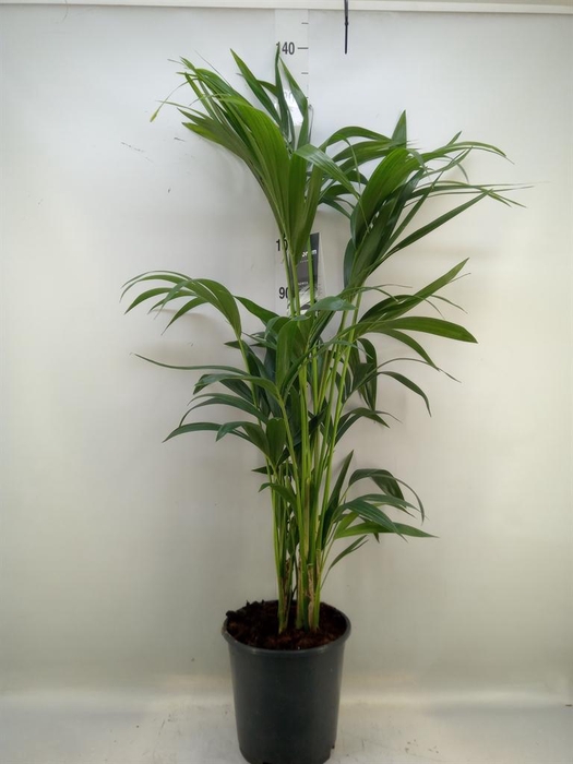 <h4>Howea forsteriana</h4>