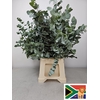 EUC CINEREA PB BUSH