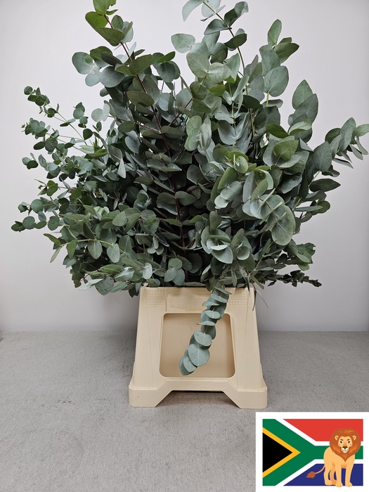 EUC CINEREA PB BUSH