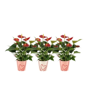 Anthurium Diamond Red in Sweet ceramics