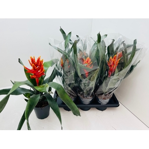 AECH PE ELEGANT FLAM