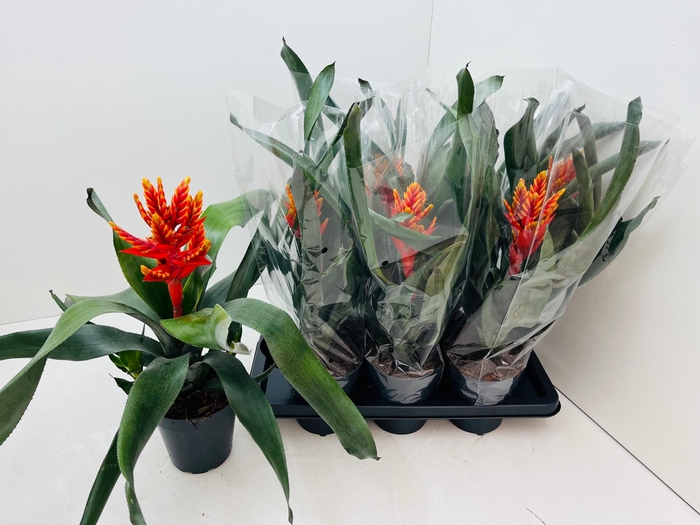 <h4>AECH PE ELEGANT FLAM</h4>