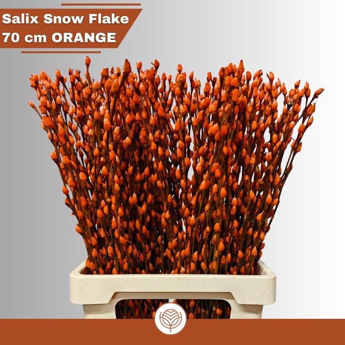 <h4>SALIX  SN FLA KLB H%</h4>