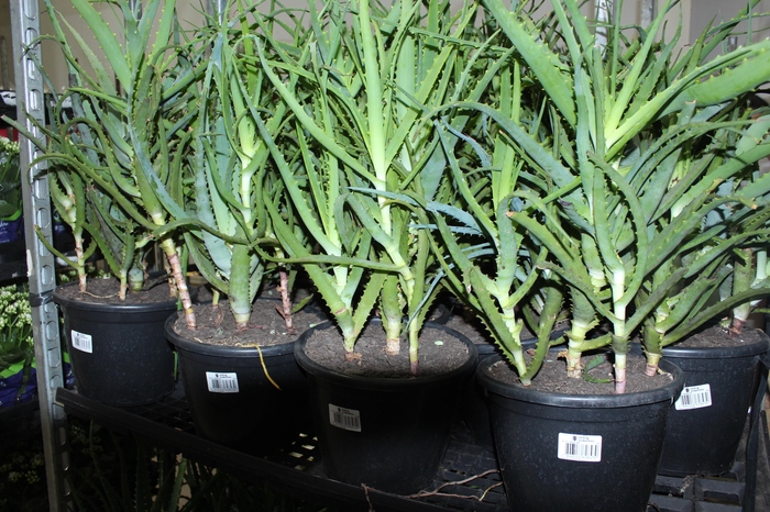 <h4>ALOE (BABOSA) P24</h4>