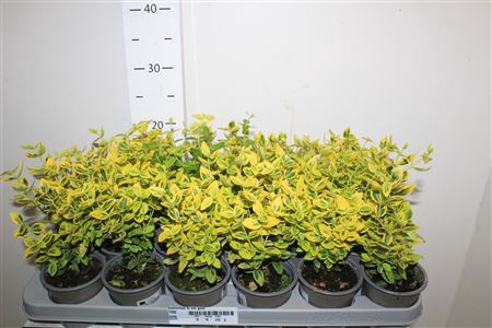 <h4>Euonymus Fo Em Gold</h4>