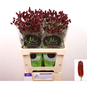 SANGUISORBA OFFICINALIS 'RED DREAM'