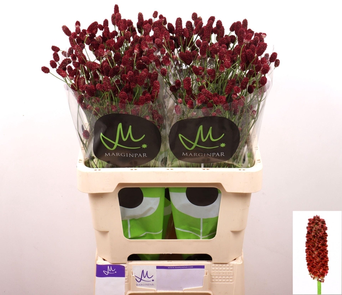 <h4>SANGUISORBA OFFICINALIS 'RED DREAM'</h4>