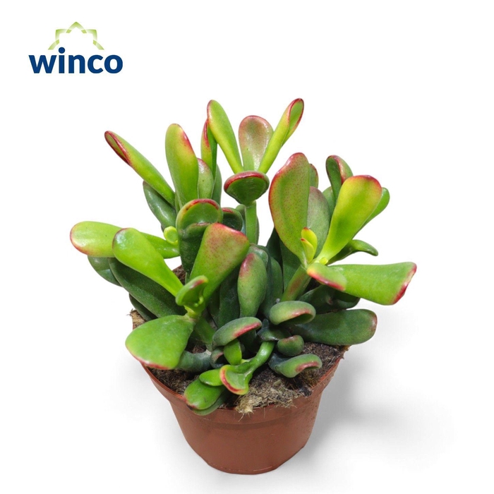 <h4>Crassula Hobbit-sunset</h4>