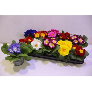 arr8 Prim Ac Paradiso Gem