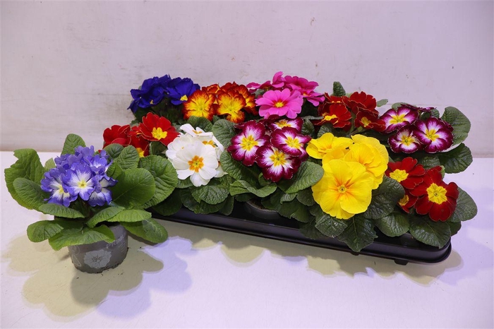 <h4>arr8 Prim Ac Paradiso Gem</h4>