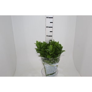 FOLHAGEM RUSCUS 060 CM
