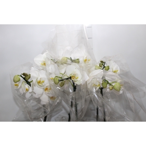 PHALAENOPSIS P15 BRANCO MIN 8 FLS