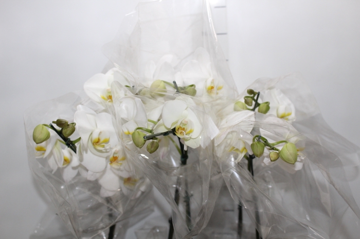 <h4>PHALAENOPSIS P15 BRANCO MIN 8 FLS</h4>