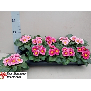 PRIM AC APFELB REVOL